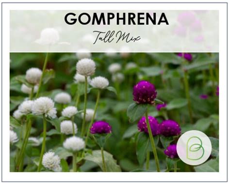 Gomphrena Tall Series Mix Flowers Seeds 25 Seed Pack Vibrant Colors