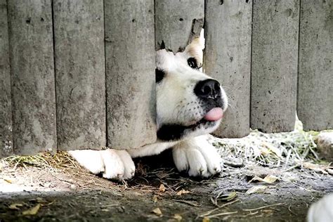 Foto Zum Film Hachiko Eine Wunderbare Freundschaft Bild Auf