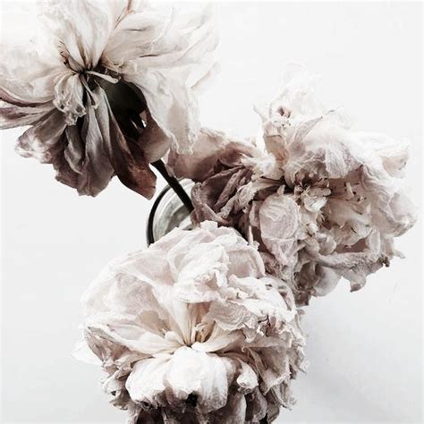 Pin on blooms.♣︎ | Pretty plants, Blooming flowers, Flowers