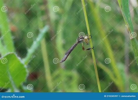 Striped Slender Robberfly Leptogaster Cylindrica Stock Image Image Of