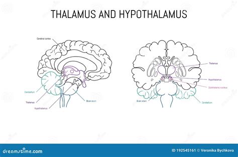 Thalamus And Hypothalamus Neuroscience Infographic On White Background