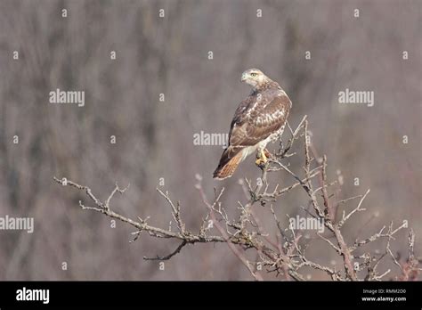 A Red Tailed Hawk Clutches Its Talons To The Top Of A Barren Autumn