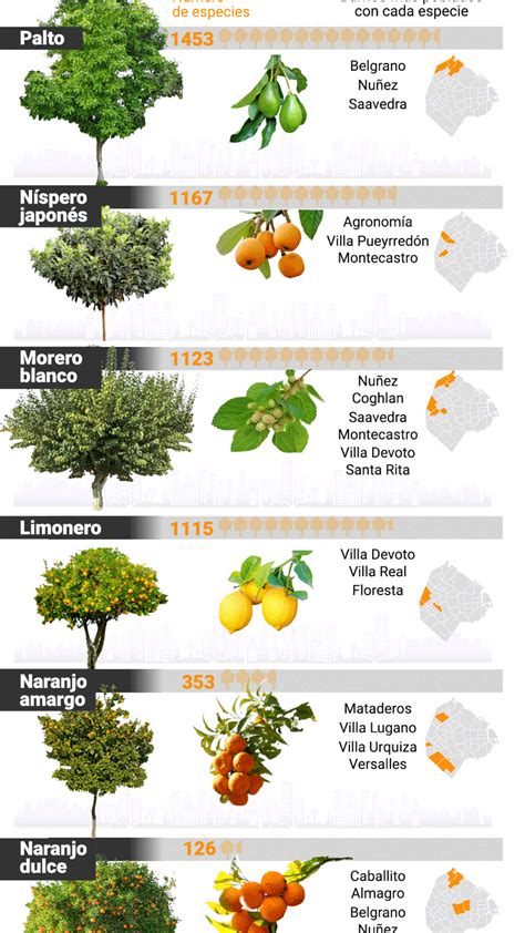 Más A Mano Imposible Dónde Están Los árboles Frutales En Las Calles