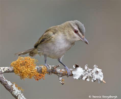 Favorite Bird Portraits Dennis Skogsbergh Photographydennis