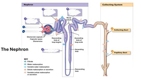 AP4 Renal Filtration Reabsorption Secretion Diagram Quizlet