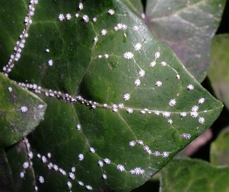 Cocciniglia Parassiti E Malattie Cocciniglia Parassiti E Malattie