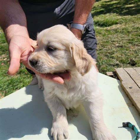 Una Princesse Chien Golden Retriever à l adoption Champfleur Pet