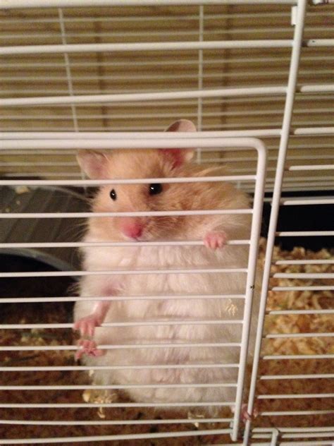 Long Haired Syrian Hamster Wanted Female Long Haired Syrian Baby