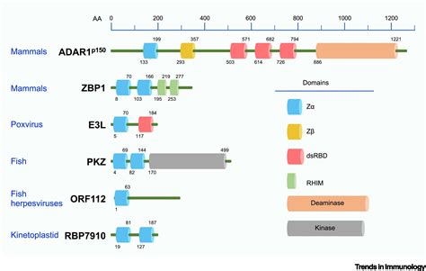 Adar1 And Zbp1 In Innate Immunity Cell Death And Disease Trends In