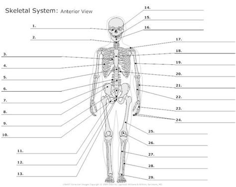 Anatomy and Physiology Study Guide Diagram | Quizlet