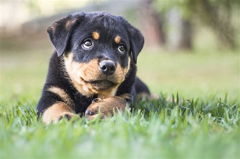 Cuidados O Rottweiler Filhote