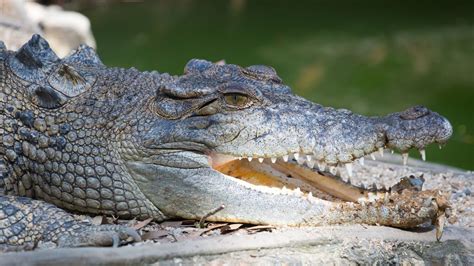 Human Remains Found Inside Two Crocodiles After Search For Missing