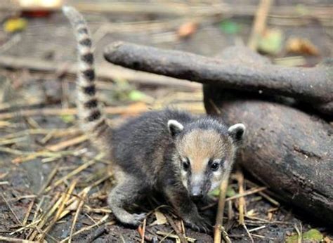 Coati As Close Relatives Of Raccoons Coatis Exhibit Agility