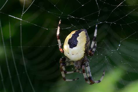 Marbled Orb Weaver Spider Araneus Marmoreus Var Pyramidat Flickr