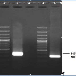 Pcr Amplification Of Flp And Flp Genes From Cdna Library Of