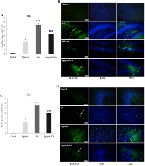 Effect Of Oral Apigenin Pretreatment On Ka Induced Aberrant