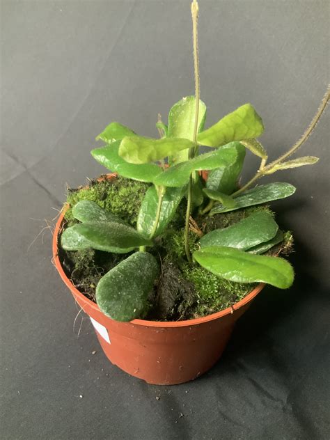 Hoya Rotundiflora Jo Plants