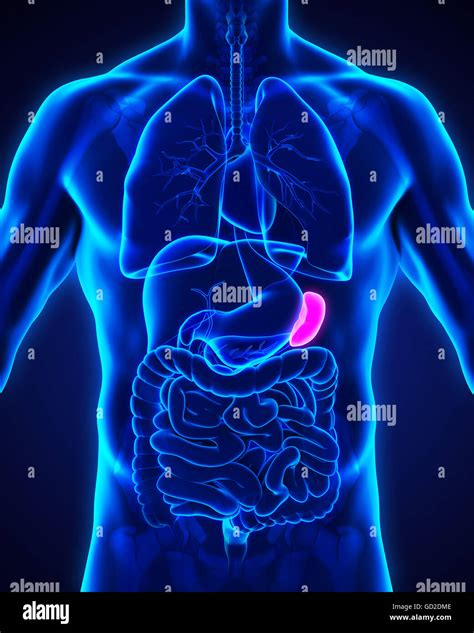 Anatomy Spleen