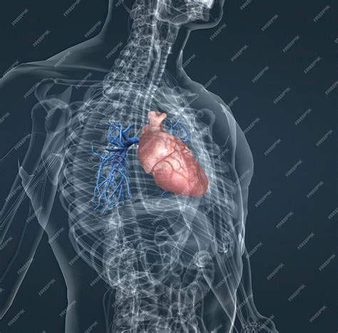 Os Vasos Sanguíneos Da Circulação Pulmonar São As Artérias Pulmonares E