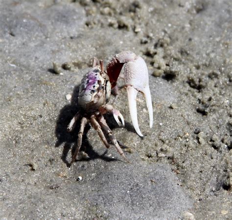 Atlantic Sand Fiddler Crab Project Noah