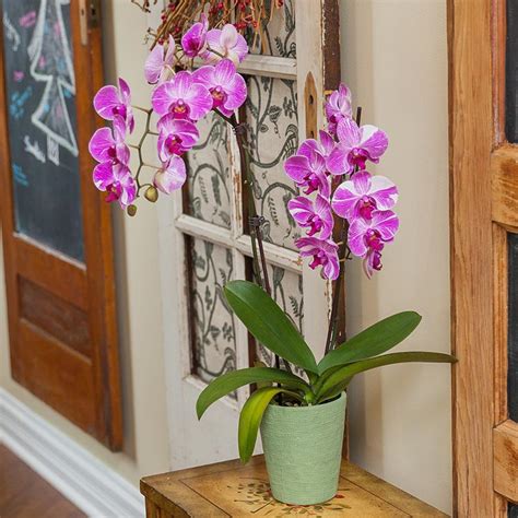 Orchid Flower Color Symbolism Best Flower Site