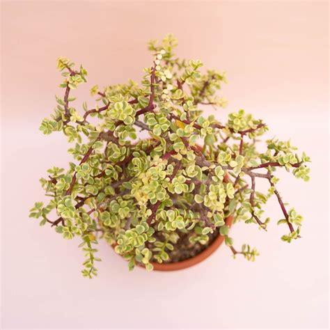 Portulacaria Afra Variegata F Cactusmania