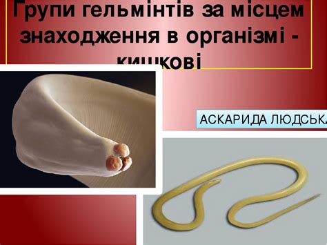 Паразитичні безхребетні тварини