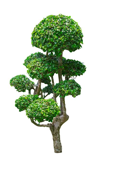 Fukien Tea Tree Park Bush Exterior Boraginaceae Png Transparent