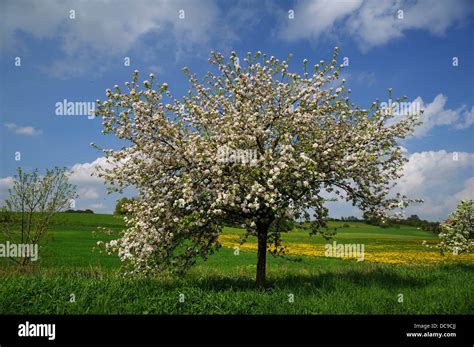 Blossoming Apple Tree Malus Domesticus On A Meadow Stock Photo Alamy