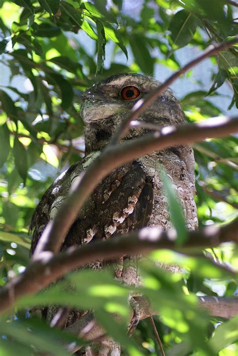 Australia Tawny Frogmouth 1 Photograph By David Desaulnier Fine Art