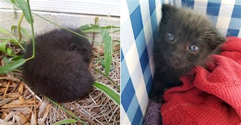 庭の花壇に取り残され、バラの陰で鳴いていた子猫。愛猫を失ったばかりの保護主さんに、たくさんの笑顔と幸せを届ける エウレカ！