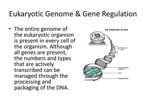 Ppt Eukaryotic Genome And Gene Regulation Powerpoint Presentation Id