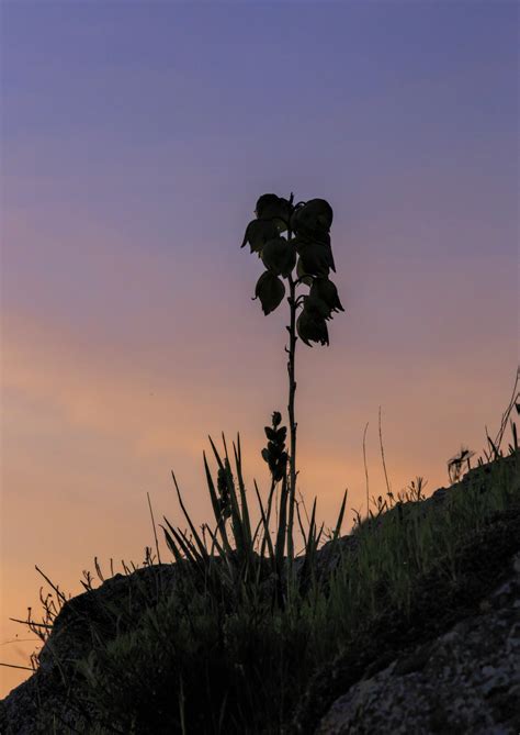 Free Images Sea Tree Nature Grass Horizon Silhouette Cloud Sky