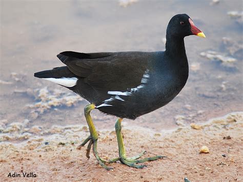 Birdwatching in Malta - Moorhen