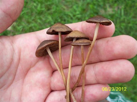 Mushroom Id Wisconsin Mushroom Hunting And Identification Shroomery