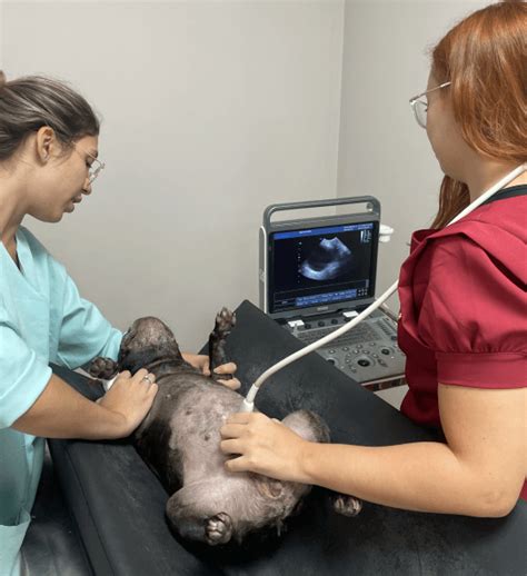 Ultrassonografia Petcom Hospital Veterin Rio Em Parque Paineiras