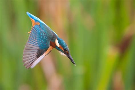 Kingfisher Diving shots | Talk Photography