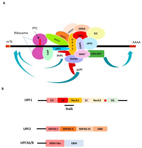 Biomedicines Free Full Text Recoding Of Nonsense Mutation As A