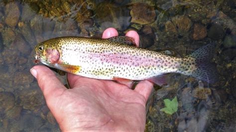 Rainbow Trout Mainely Fly Fishing Blog