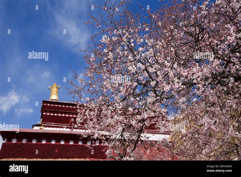 Lhasa China S Xizang Autonomous Region Th Apr A Peach Tree Is