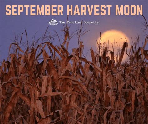 An Image Of A Full Moon In The Sky Above Some Cornfields At Night