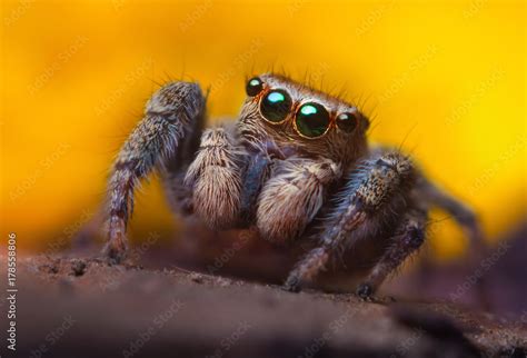 Jumping Spider Close Up Macro Photography Portrait Of Spider Stock