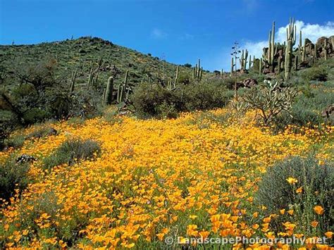 Sonoran Desert Wildflowers - Landscapephotography.net