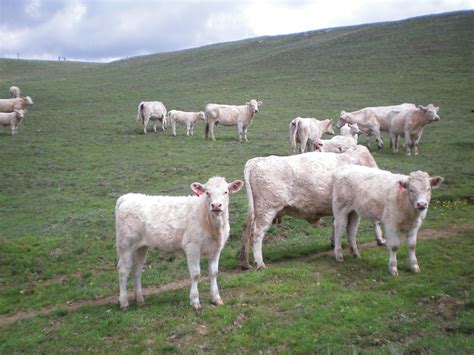 Sheep Grass Tetany