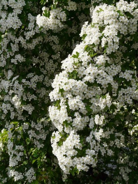 Free Images Tree Branch White Flower Bloom Food Spring Produce