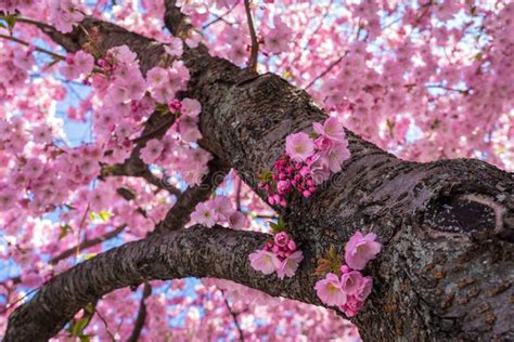 Tronco Y Corteza De Sakura Japon S Con Flores En Flor Vista De Cerca