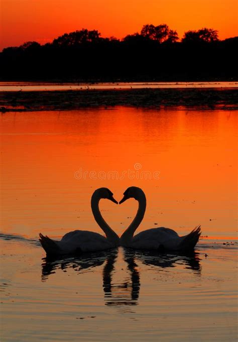 Swans Heart Sunset Stock Photo Image Of Life Couple 21251116