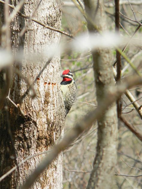 Gratis Afbeeldingen Boom Natuur Bos Buitenshuis Tak Winter