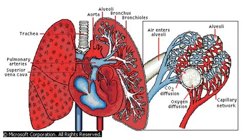 Pulmonary Vasculature Anatomy