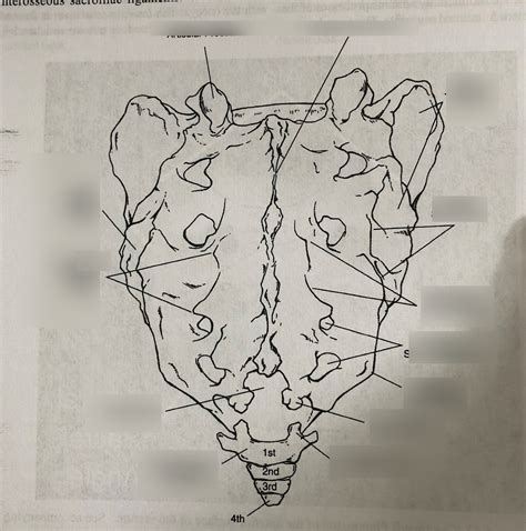 Sacrum And Coccyx Posterior Dorsal Surface Diagram Quizlet